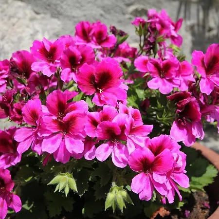 Maison Laurent Hotel