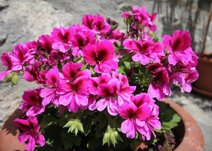 Maison Laurent מלון